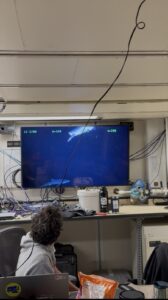 A picture of a monitor in the Main Lab showing two curious blue sharks during a dive at the Offshore site - depth 260 m.