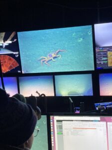 Picture of a Jason monitor showing a crab on sediment at Southern Hydrate Ridge with an anemone growing on its back.