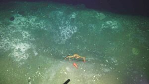 Tanner crab and rockfish on a ssedimented hummock with white bacterial mats at Southern Hydrate Ridge.