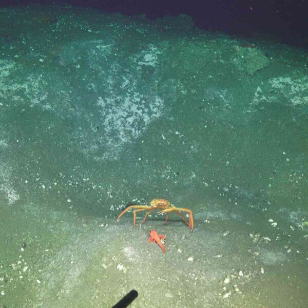 Tanner Crab and Rockfish at Southern Hydrate RIdge Tanner Crab and Rockfish at Southern Hydrate RIdge