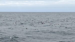 A large flock of black footed albatross congregate in waters of the NE Pacific.