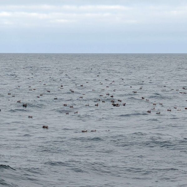 Black-footed Albatross in the NE Pacific Black-footed Albatross in the NE Pacific
