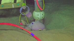A slightly red/pink deep sea octopus nestles against a leg of a junction box at 2900 m.