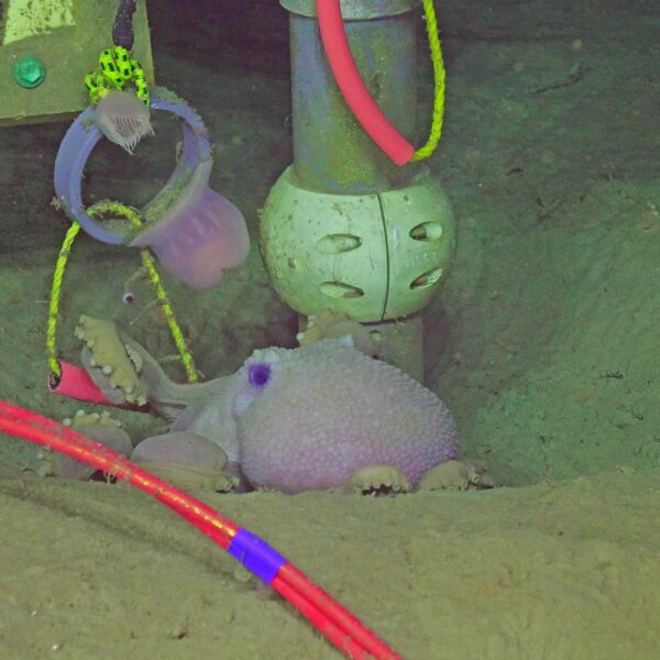 Deep Sea Octopus at Slope Base Deep Sea Octopus at Slope Base