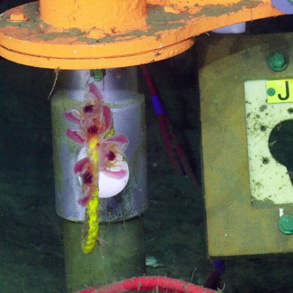 An Orchid in the Deep An Orchid in the Deep