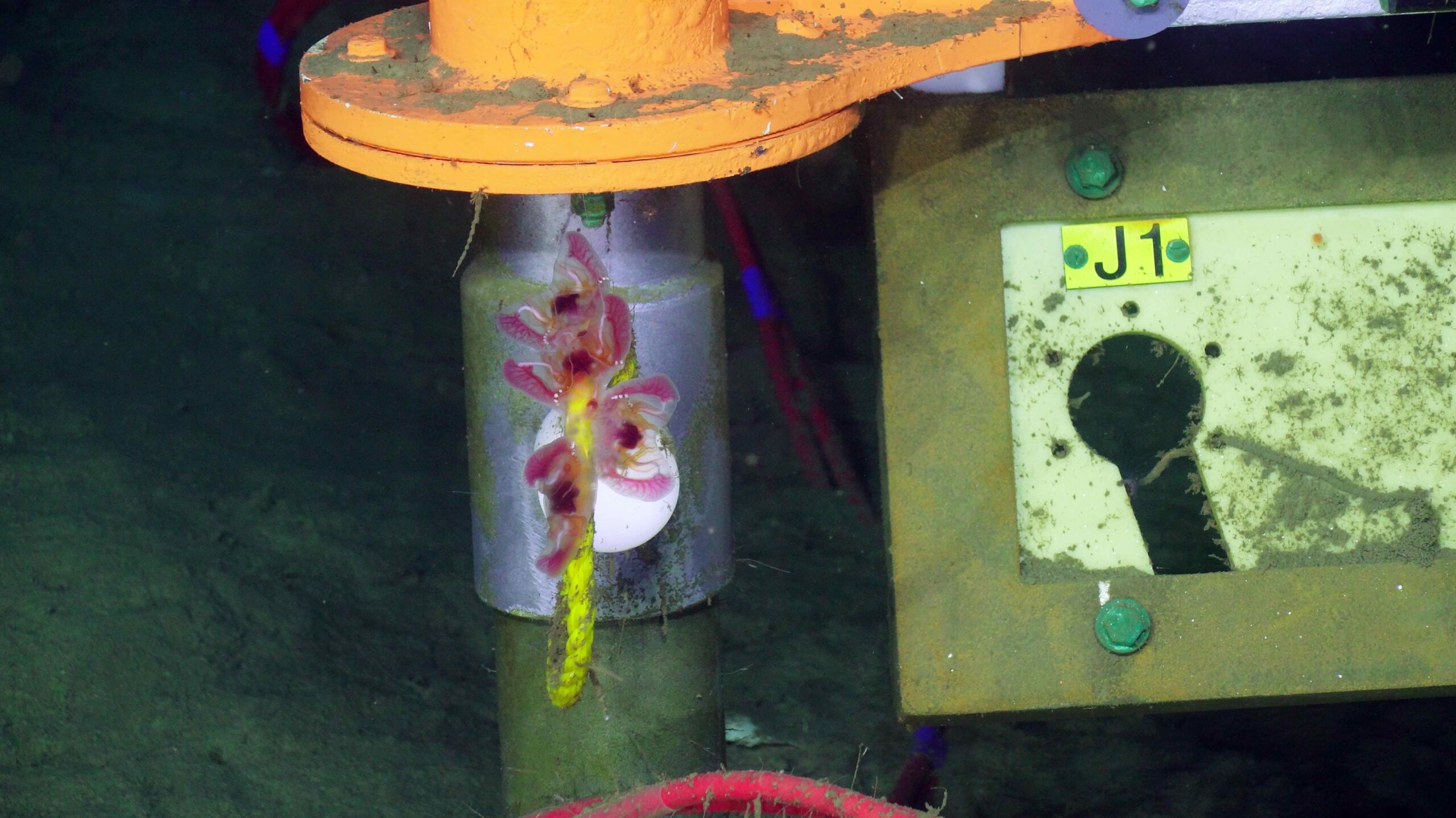 An Orchid in the Deep