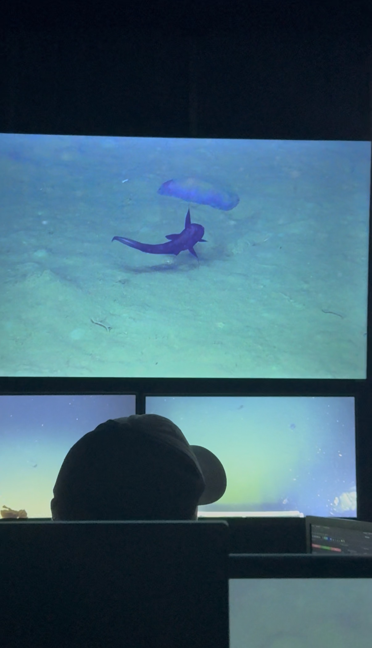 A Deep-Sea Grenadie