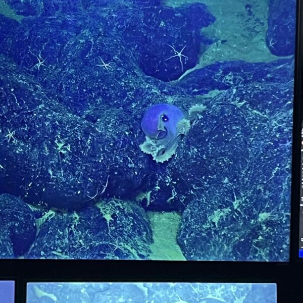Small Octopus On a Lava Flow Small Octopus On a Lava Flow