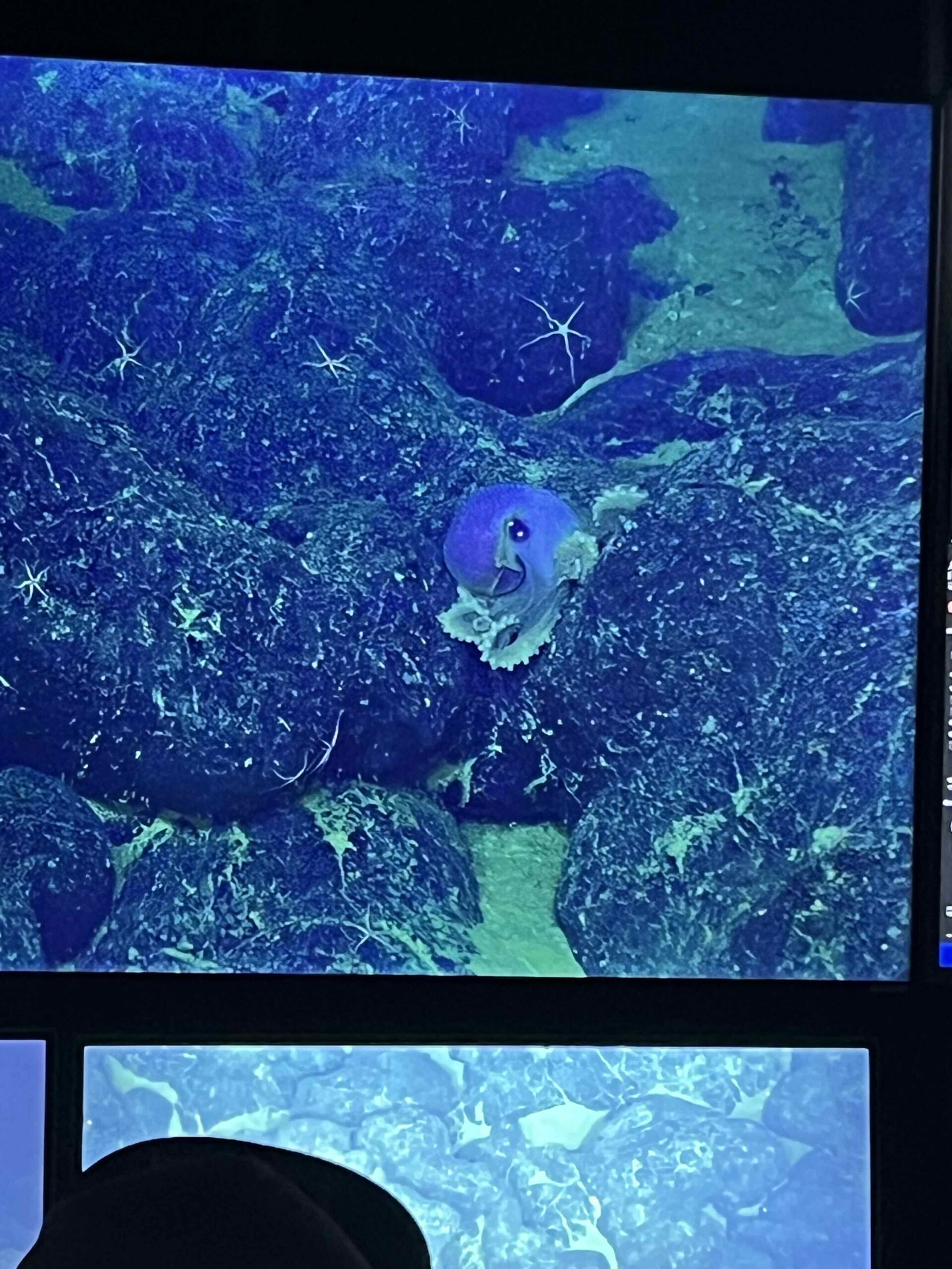 Small Octopus On a Lava Flow