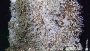 Close up of the side of the Mushrom vent covered in tubeworms, scale worms and limpets.