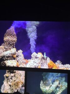 Beehive structure on the hydrothermal vent Inferno.