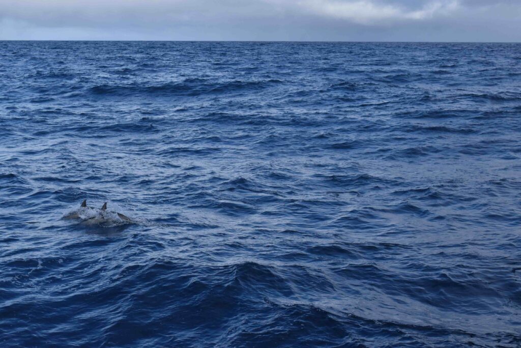 Two dolphins breach the surface off the starboard side of the Revelle.
