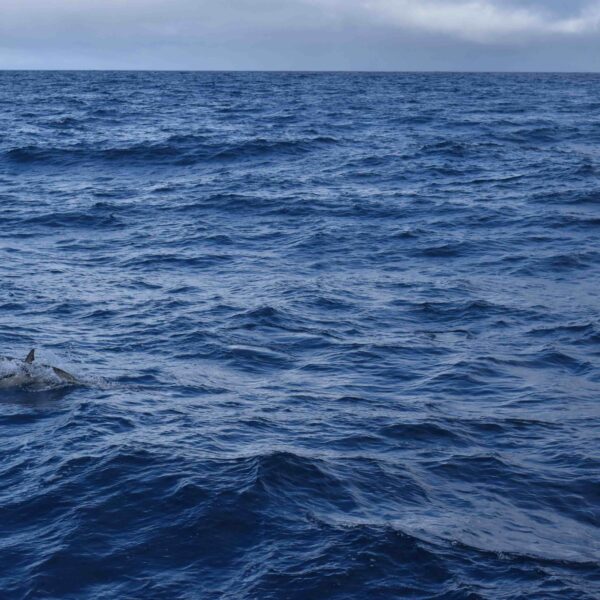 figure1.dolphins
