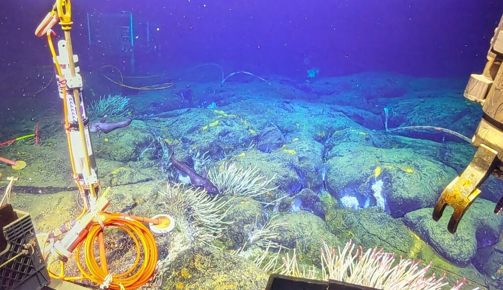 Two inquisitive rattails approach the new CTD we set down at the ASHES dive site. M. Talbot, University of Washington. V26