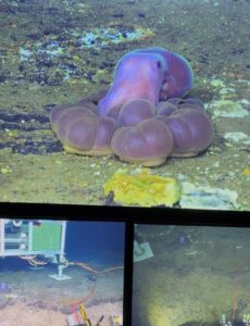 A deep sea octopus puffs itself up as Jason approaches.