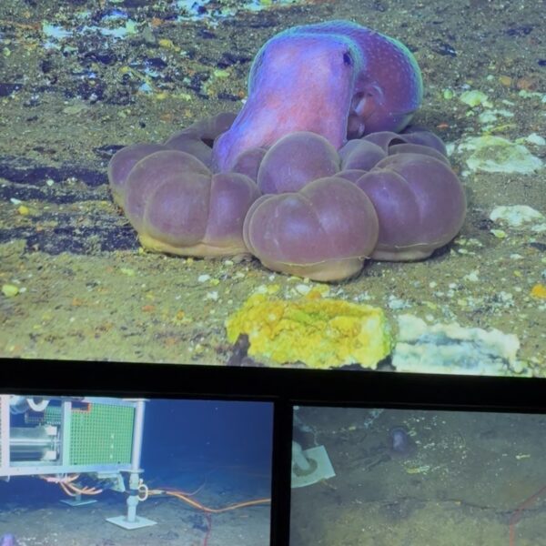 Puffed up Octopus
