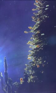 Silhoette of the hydrothermal vent Mushroom backlit by the HD camera lights - tubeworm plumes illuminated.