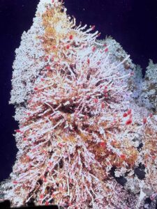 Beautiful tube worms with white tubes and bright red plumes, brown-orange palm worms and limpets thriving on s hydrothermal vent in ASHES.