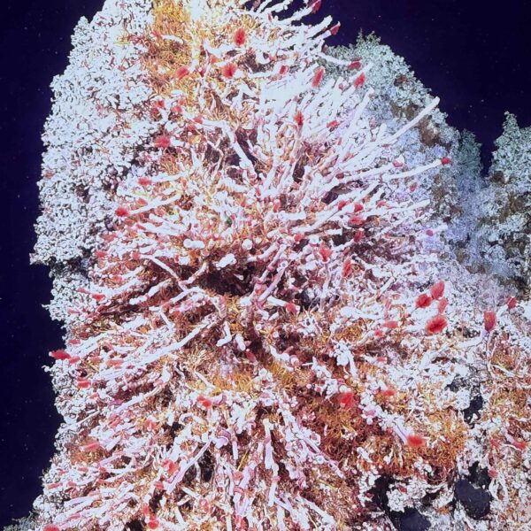 Ridgeia Piscesae Tubeworms in ASHES