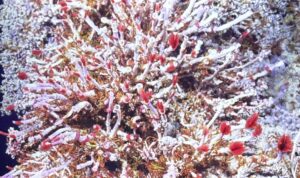 Tubeworms and Palm Worms in ASHES