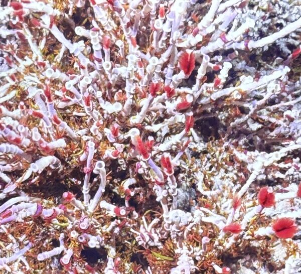 Tubeworms and Palm Worms in ASHES