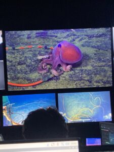 A red octopus sits on top of an orange extenstion cable on the lava-covered floor in the International District.