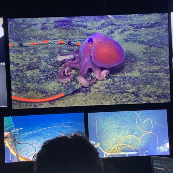 Octopus on an Extension Cable