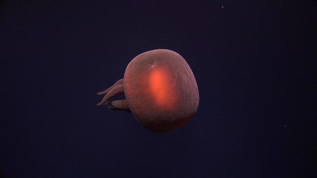A large red jelly fish with a bright red center on a dark blue background.