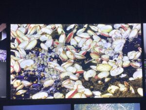 Dense accumulation of clams, whelks and gastropods near Skadi.