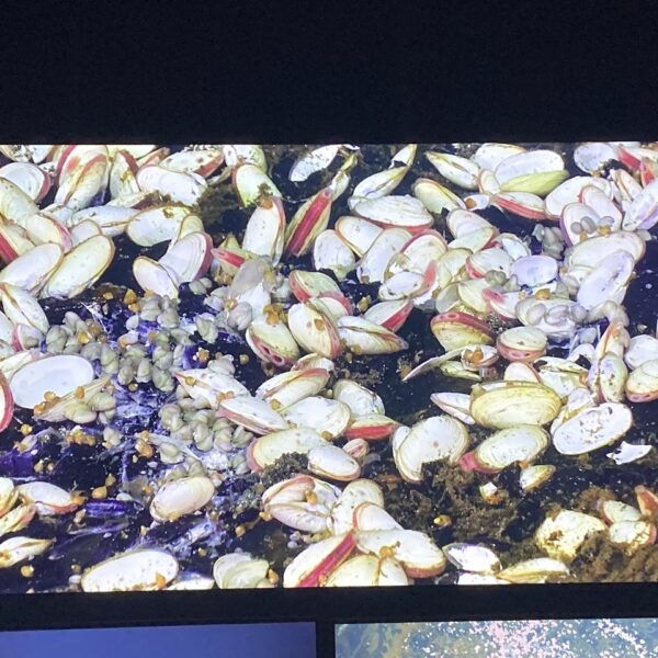 Clams, Whelks and GastropodsLots of