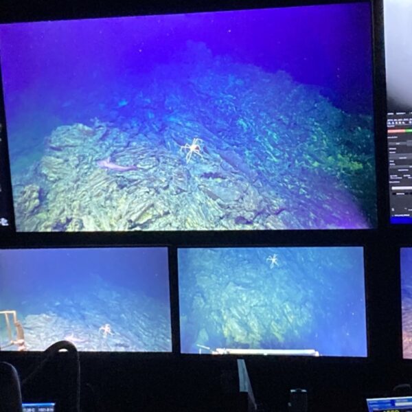 Spider Crabs on Lava Flow
