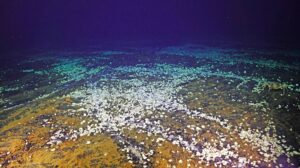 Thousands of clams, gastropods and whelks colonize the seafloor around the Skadi site. They appeared several years after the 2011 eruption. Credit: UW/NSF-OOI/WHOI; J2-1788; V26.