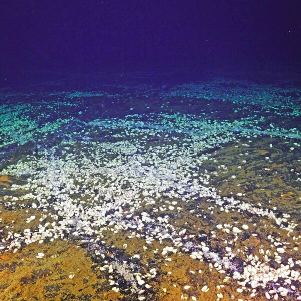 Thousands of Clams