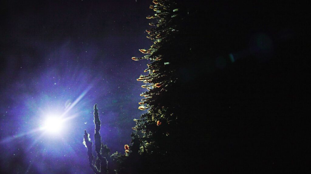 The tubeworm covered side of the Mushroom hydrothermal chimney in eerie backlit light during testing of the cabled high definition camera. Credit: UW/NSF-OOI/WHOI: J2-1784, V26.