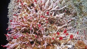 A lush oasis of tubeworms. palm worms, scale worms and limpets cover the Mushroom hydrothermal edifice. Credit: UW/NSF-OOI/WHOI; J2-1784, V26.