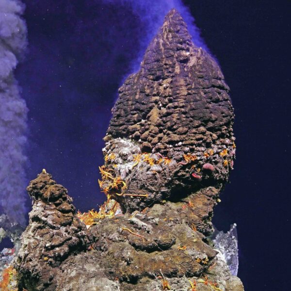 Sepectacular Beehive At Inferno