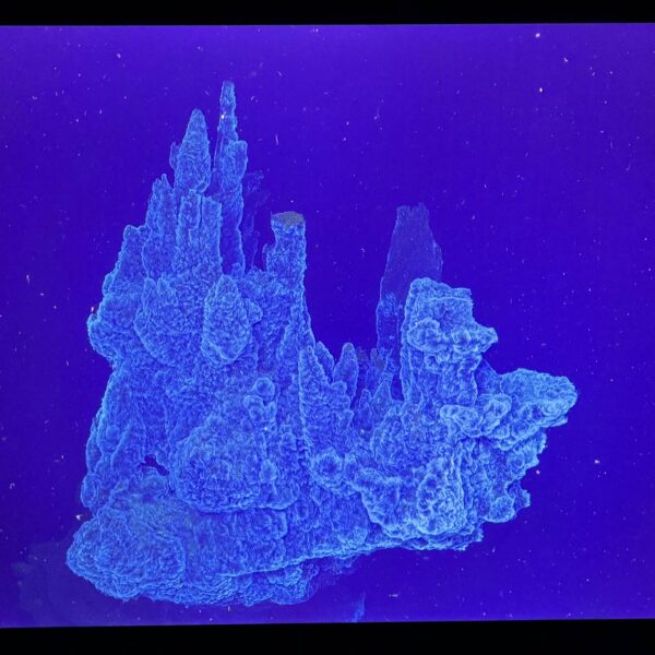 Figure 2. Blue fluffy vent J2-1788