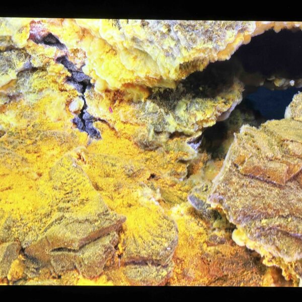 Yellow Bacteria Protists