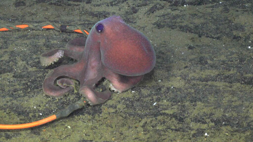 Octopus atop an extension cable on flat seafloor in the International District.