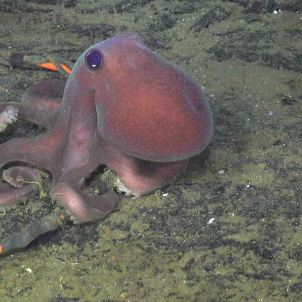 Diva  Octopus