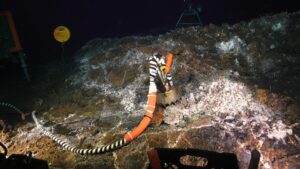 The remote access sampler vent cap at Tiny Towers with the connecting hose for fluids pumped into the fluid and DNA chambers. Credit: UW/NSF-OOI/WHOI; J2-1786; V26.