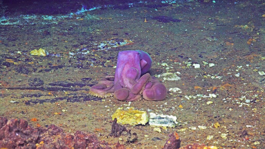 A beautiful purple-red octopus puffs up at Jason to let it know he is not wanted there.