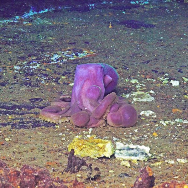 Octopus Puffing Up at Jason