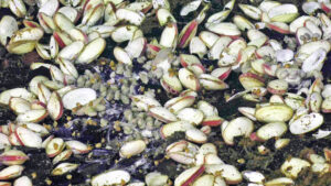 A huge colony of very healthy clams showing inner gills, gastropods, and whelks along fractures and atop sheet flows near the Skadi site. U