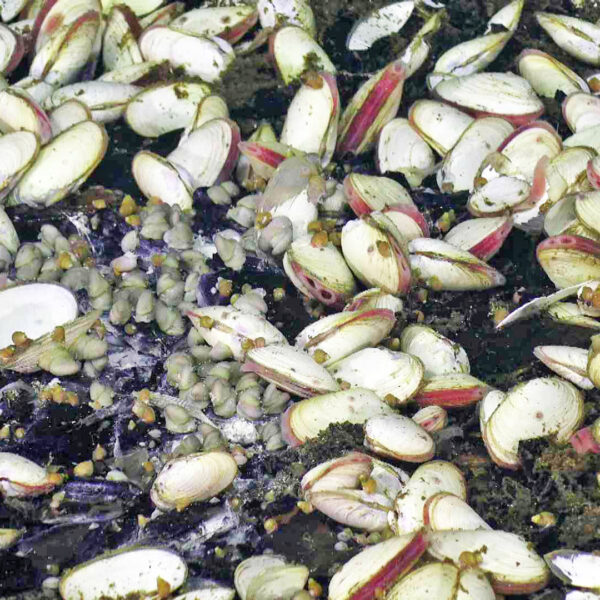 Very Healthy Clams at Skadi