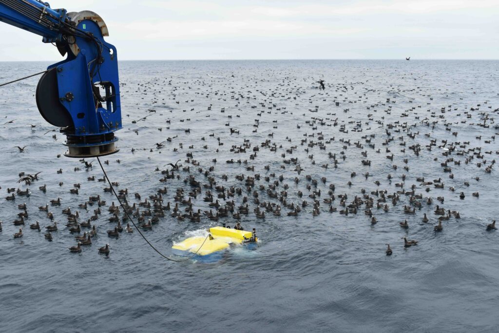 A flock of albatross wonder what alien creature is breaching the surface. Perhaps it is bringing food from the deep? Credit: M. Elend, University of Washington, V26.