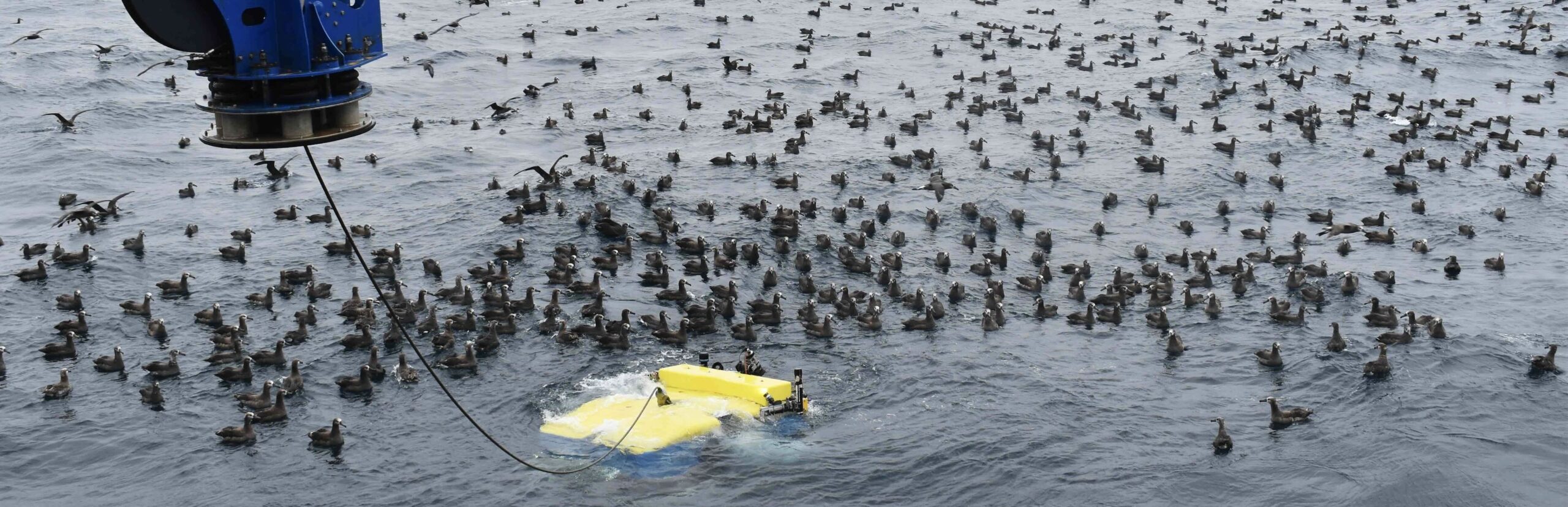 Cropped Image of Albatross
