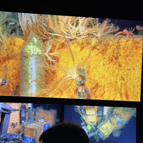 Crinoids Covering Profiler Platform Crinoids Covering Profiler Platform