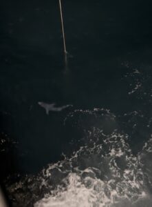 A blue shark swims close to the boat at night. Credit: A. Chang, University of Washington; V26.