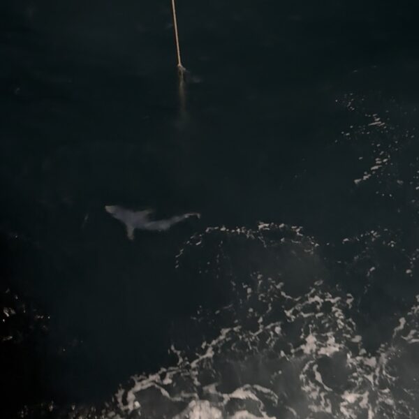 Blue Shark at Surface at Night Blue Shark at Surface at Night
